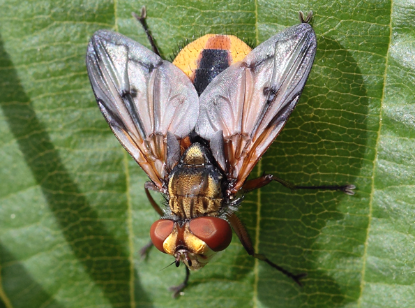 Tachinidae da id